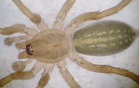 Liocranoeca striata