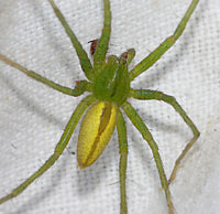 Micrommata virescens