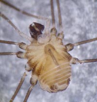 Mitostoma chrysomelas