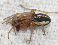 Pachygnatha clercki