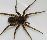 Pardosa amentata