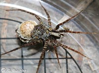 Pardosa lugubris s.l. -> anklicken zum vergrössern (click to enlarge)