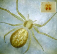 Philodromus albidus