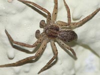 Philodromus dispar