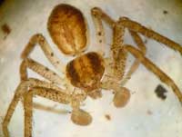 Philodromus dispar