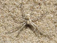 Philodromus fallax