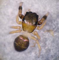 Sibianor aurocinctus