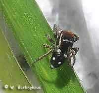 Sitticus penicillatus