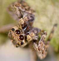 Sitticus pubescens