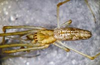 Tetragnatha nigrita