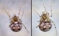 Theridion hannoniae