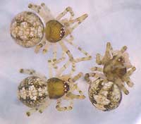 Theridion hannoniae