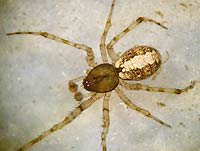 Theridion melanurum