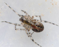 Theridion melanurum