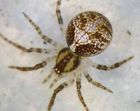 Theridion pictum