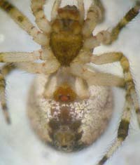 Theridion pinastri