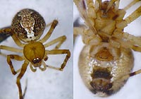 Theridion pinastri