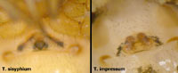 Theridion sisyphium vs. impressum