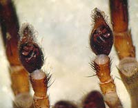 Trochosa spinipalpis --> anklicken zum vergrössern (click to enlarge)