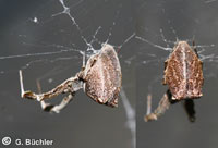 Uloborus plumipes