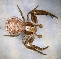 Xysticus audax