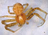 Xysticus lanio